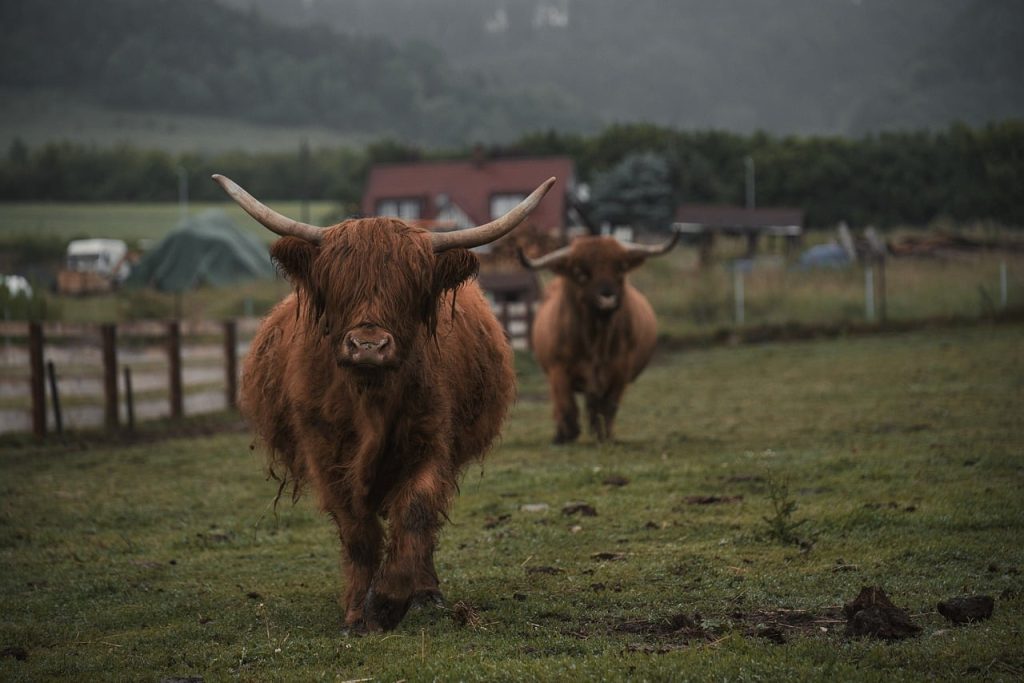 Service highland cattle, natural landscape, agriculture, cattle, scottish nature, farm, landscape, green pasture, long horns, misty weather, rural scenery, two animals, pasture, rural farm, animal breeds, nordic landscape, traditional pasture, scenic landscape, field work, animal home